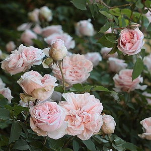 Белая с розовом оттенком и более темными внешними лепестками - Бурбонская роза  